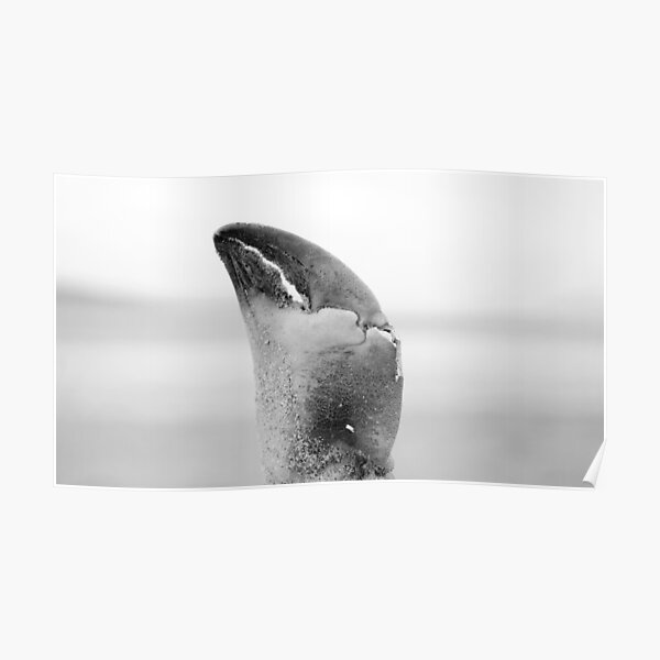 Beach portraits - Life at the beach Poster