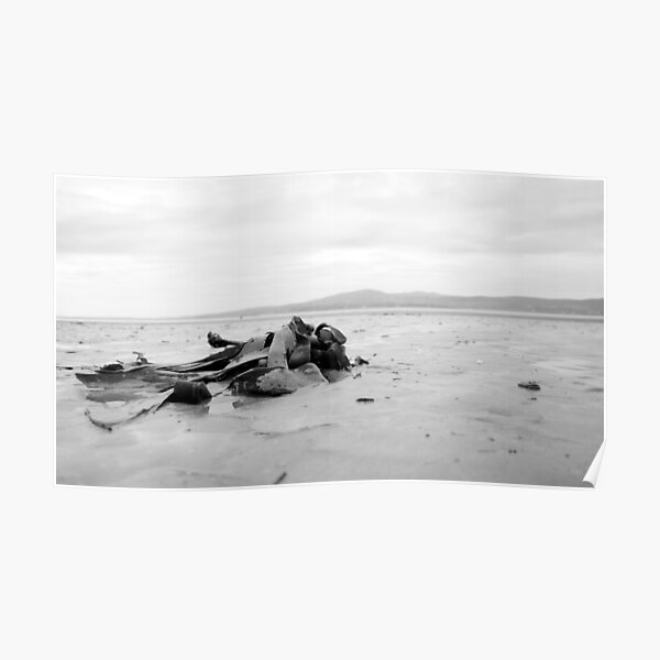 Seaweed at the beach Poster