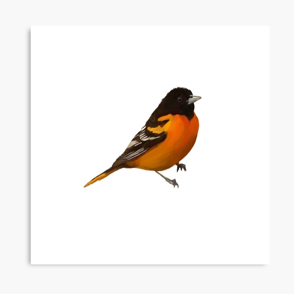 Baltimore Orioles the O's Print Oriole Bird -  Ireland