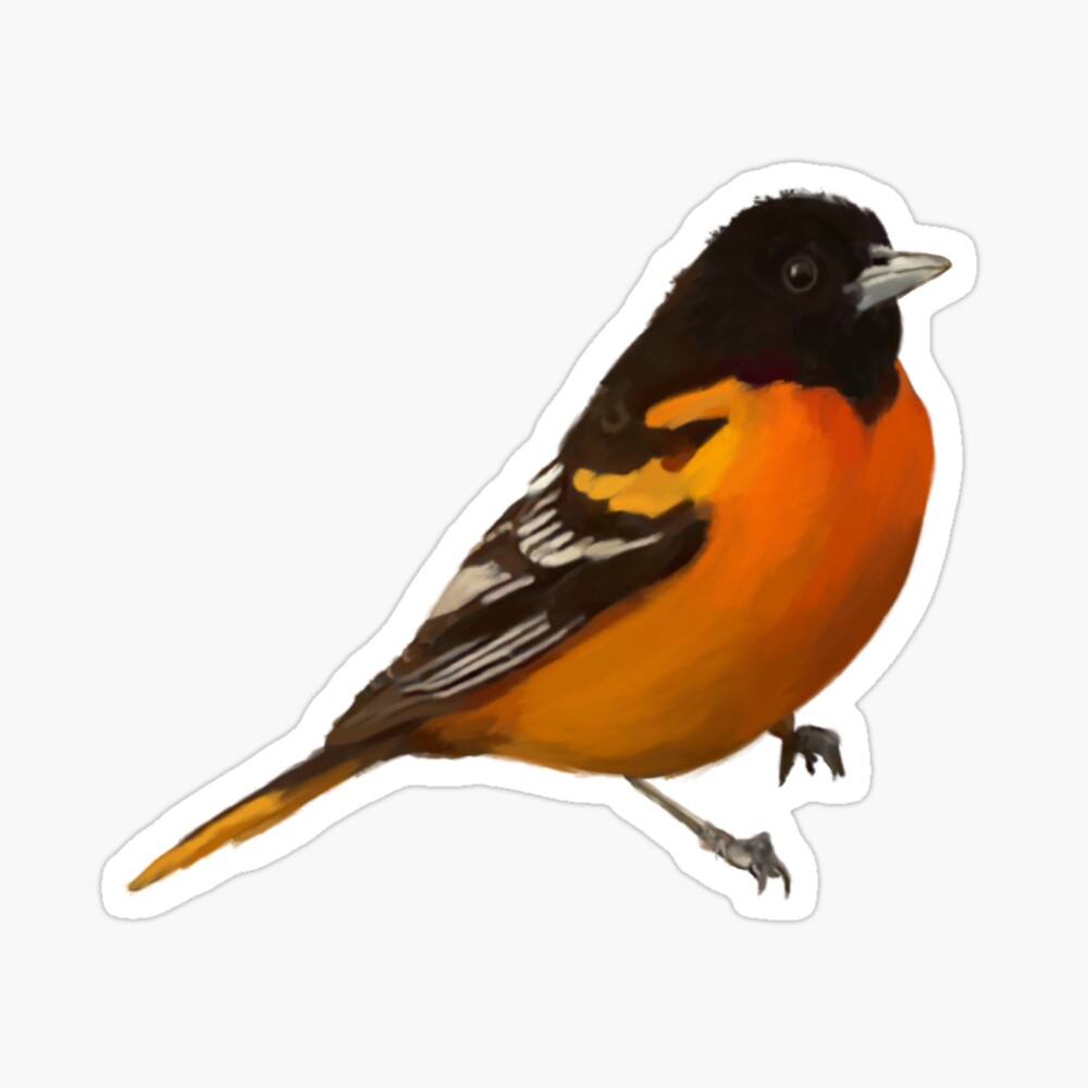 Oriole bird by Anders70 on DeviantArt