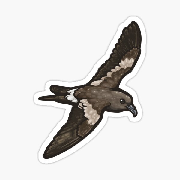 Leach's Storm Petrel Sticker