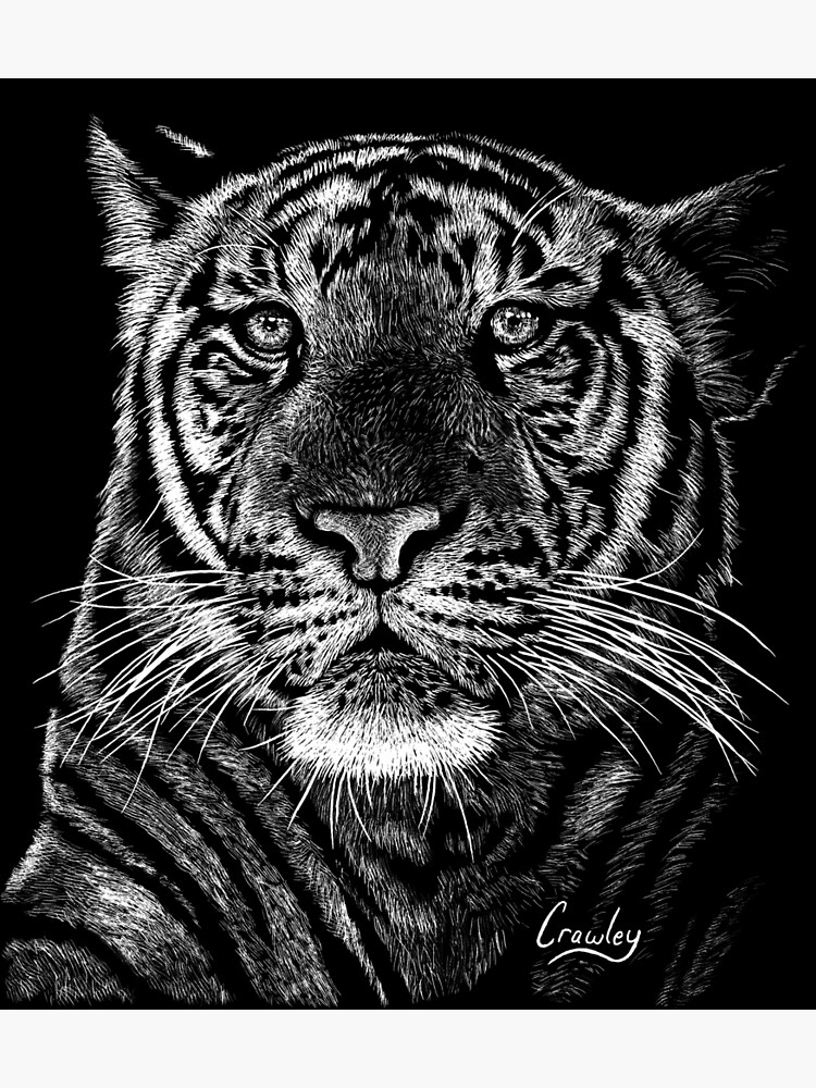 "Scratchboard Tiger Art" Poster by StevenCrawley Redbubble