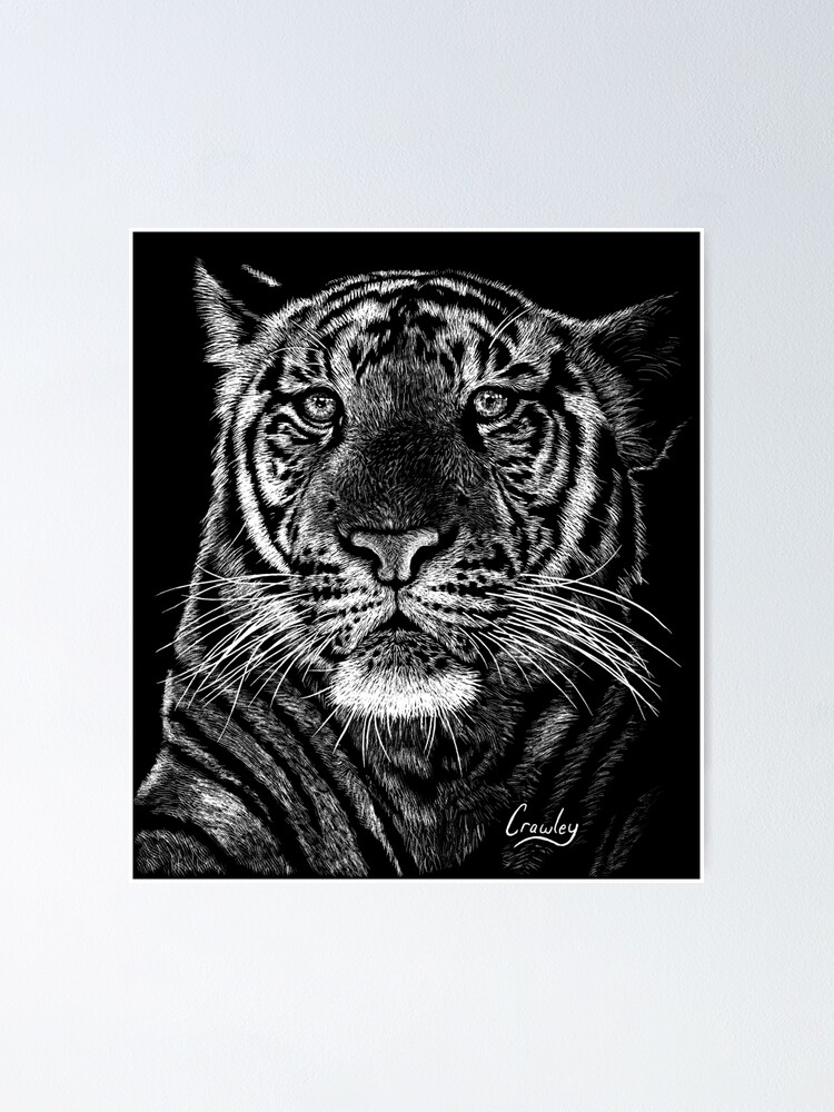 "Scratchboard Tiger Art" Poster by StevenCrawley Redbubble