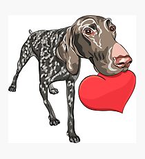 Kurzhaar with red heart Photographic Print