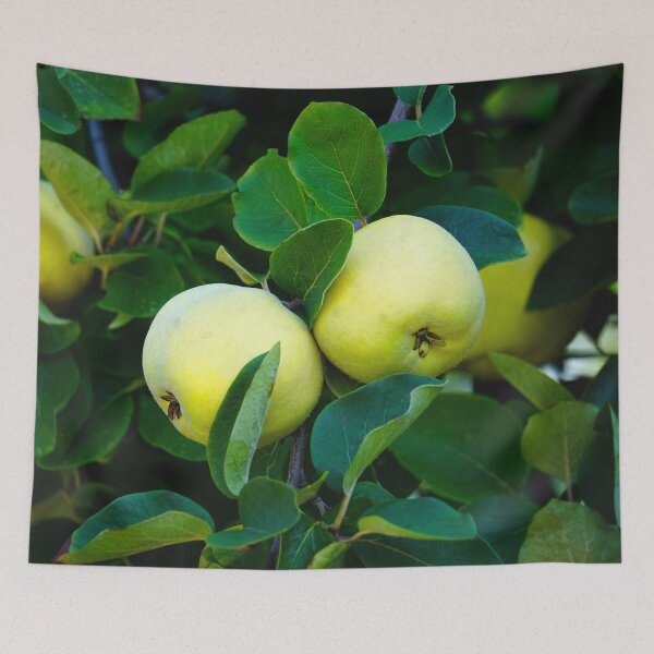 Item preview, Golden Quince, Apple or a Pear? designed and sold by ALEX PHOTO DREAMS.