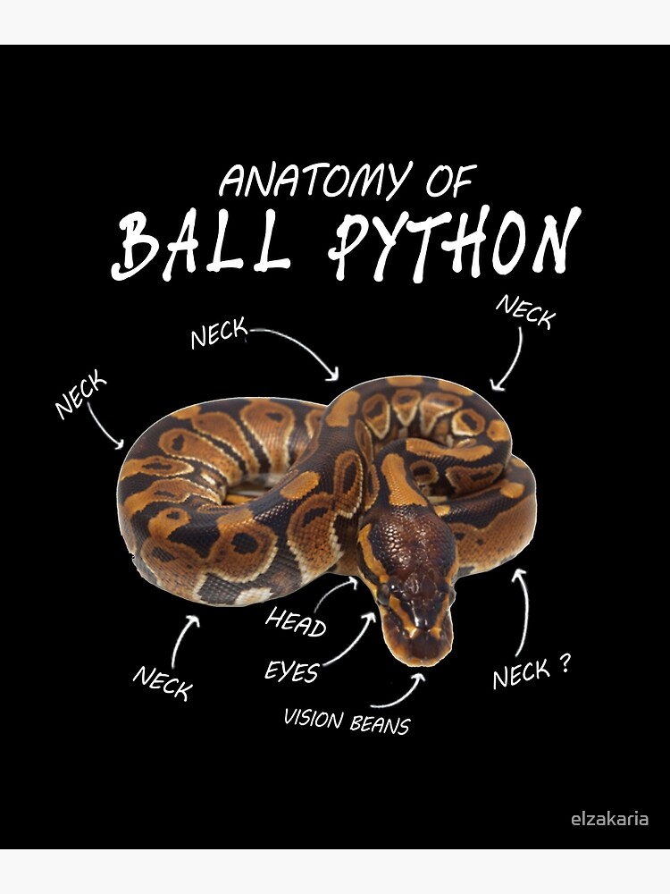 "Anatomy of a Ball Python" Poster by elzakaria Redbubble