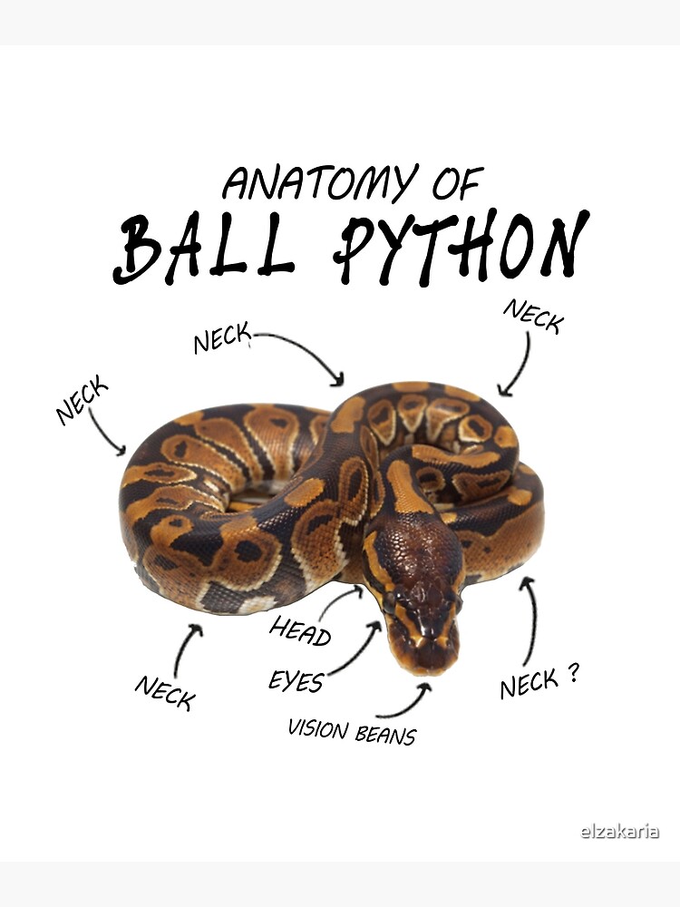 "Anatomy of a Ball Python" Poster for Sale by elzakaria Redbubble