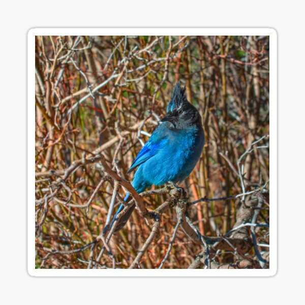 Mountain Blue Jay Sticker