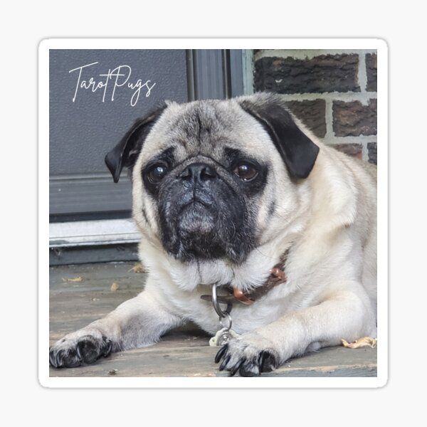 Tarot Pug Rocky Sticker