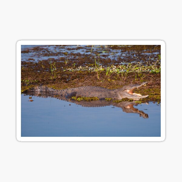 Crocodile on the South Alligator River, Kakadu National Park, Australia Sticker