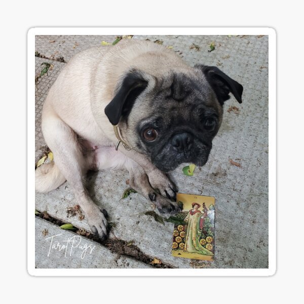 Tarot Pug Rosie & 9 of Pentacles Sticker