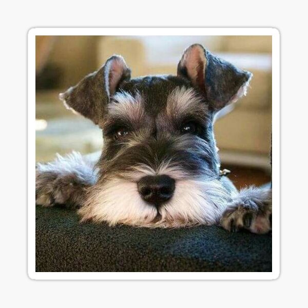 Vista previa del artículo con la obra «Perro schnauzer mascotas perros lindo cachorro», diseñado y vendido por Coolstuff4you71.