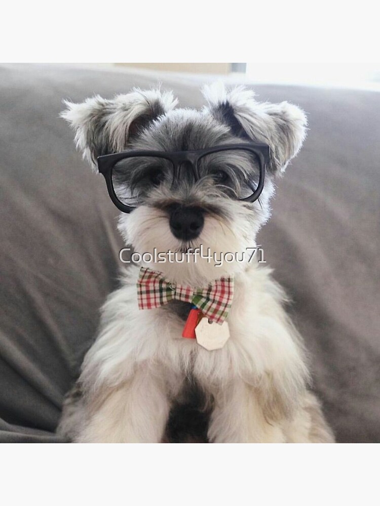 Perro Schnauzer con gafas mascotas perros lindo cachorro Pegatina