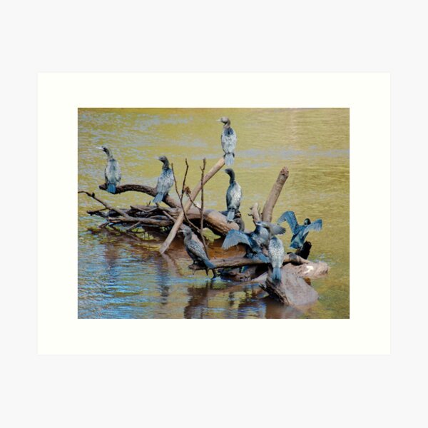 MARINE BIRD ~ Little Black Cormorant QAFZ2D7F by David Irwin 06012021 Art Print