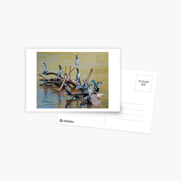 MARINE BIRD ~ Little Black Cormorant QAFZ2D7F by David Irwin 06012021 Postcard
