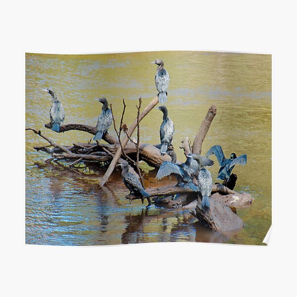 MARINE BIRD ~ Little Black Cormorant QAFZ2D7F by David Irwin 06012021 Poster