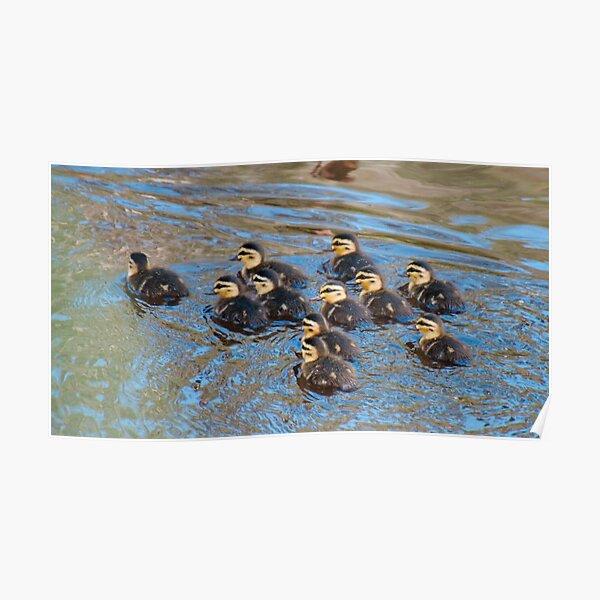 WATERFOWL ~ Pacific Black Duck BCXEND4K by David Irwin 06012021 Poster