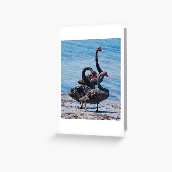 WATERFOWL ~ Black Swan N7L26L7P by David Irwin 06012021 Greeting Card