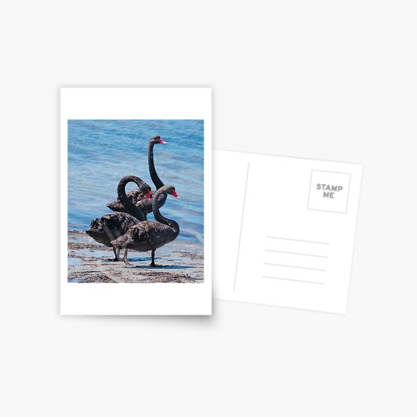 WATERFOWL ~ Black Swan N7L26L7P by David Irwin 06012021 Postcard