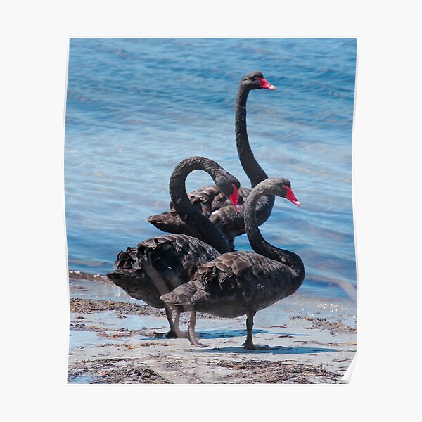 WATERFOWL ~ Black Swan N7L26L7P by David Irwin 06012021 Poster