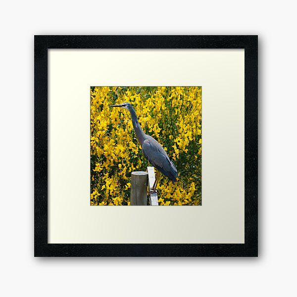 WADER ~ White-faced Heron KC5TFDAJ by David Irwin 06012021 Framed Art Print