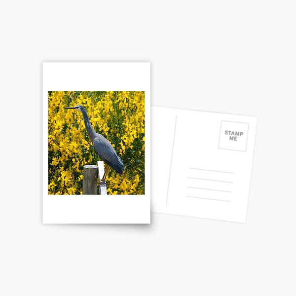WADER ~ White-faced Heron KC5TFDAJ by David Irwin 06012021 Postcard