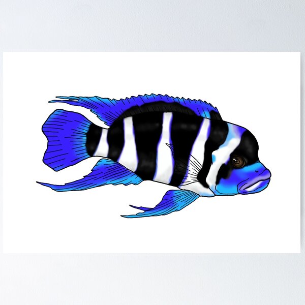 Black Fish Wall Art for Sale