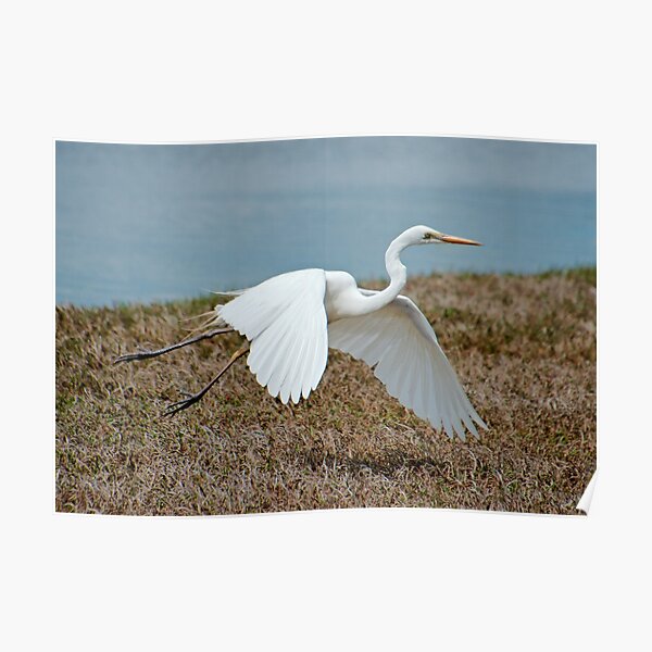 WADER ~ Great Egret MC3H59W5 by David Irwin 06012021 Poster
