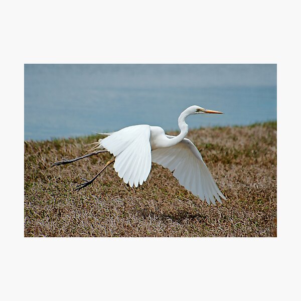 WADER ~ Great Egret MC3H59W5 by David Irwin 06012021 Photographic Print