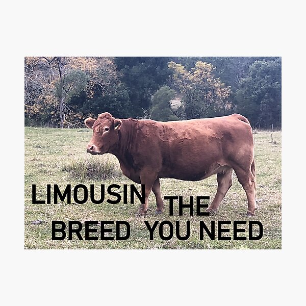 Item preview, LIMOUSIN CATTLE, THE BREED YOU NEED , COW EDITION  designed and sold by Opalbluerose.