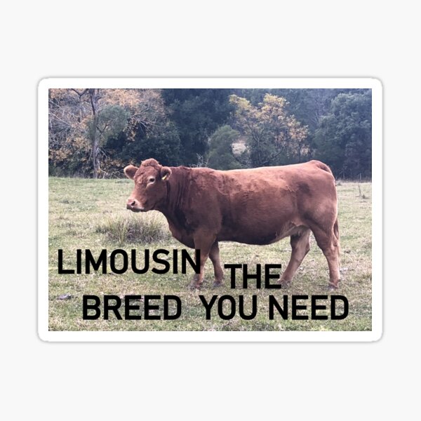 Item preview, LIMOUSIN CATTLE, THE BREED YOU NEED , COW EDITION  designed and sold by Opalbluerose.