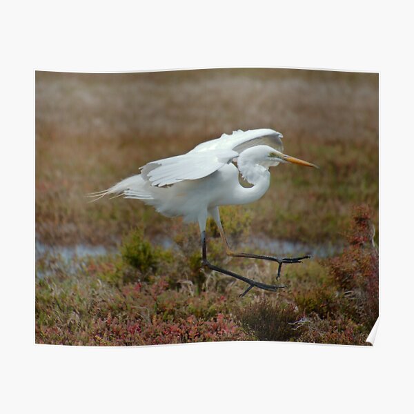 WADER ~ Great Egret Z4AHP8CG by David Irwin 06012021 Poster