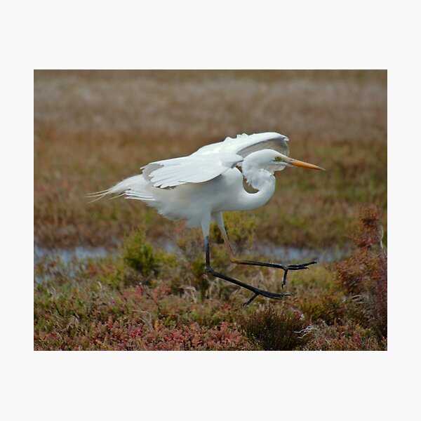 WADER ~ Great Egret Z4AHP8CG by David Irwin 06012021 Photographic Print