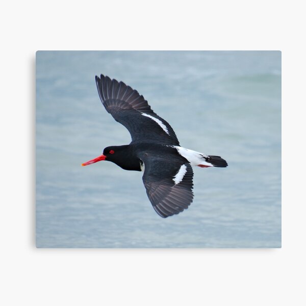 SHOREBIRD ~ Pied Oystercatcher cxu5ikhZ by David Irwin 06012021 Canvas Print