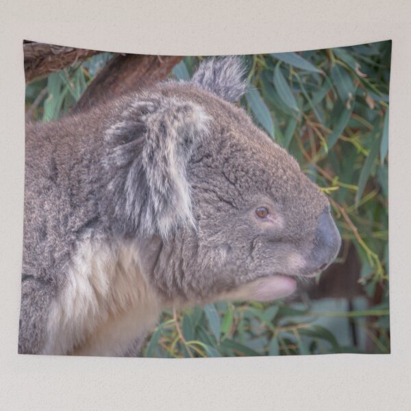 Item preview, The Curious Koala designed and sold by Steven Jodoin.