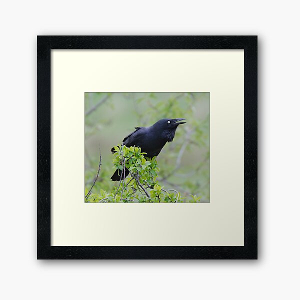 RAVEN ~ Forest Raven PFX9Y9XQ by David Irwin 06012021 Framed Art Print