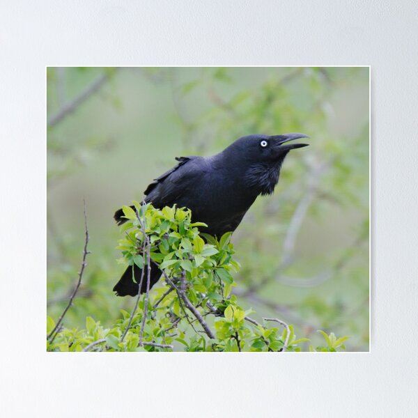 RAVEN ~ Forest Raven PFX9Y9XQ by David Irwin 06012021 Poster