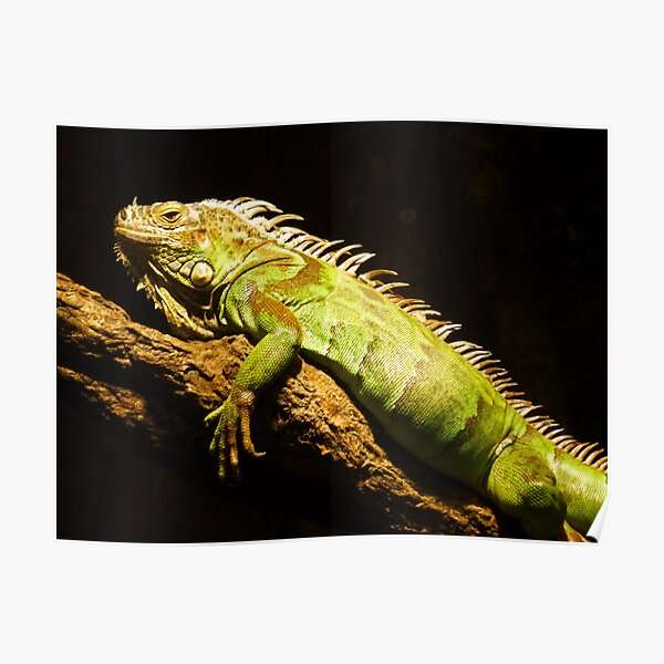 Green Iguana Poster