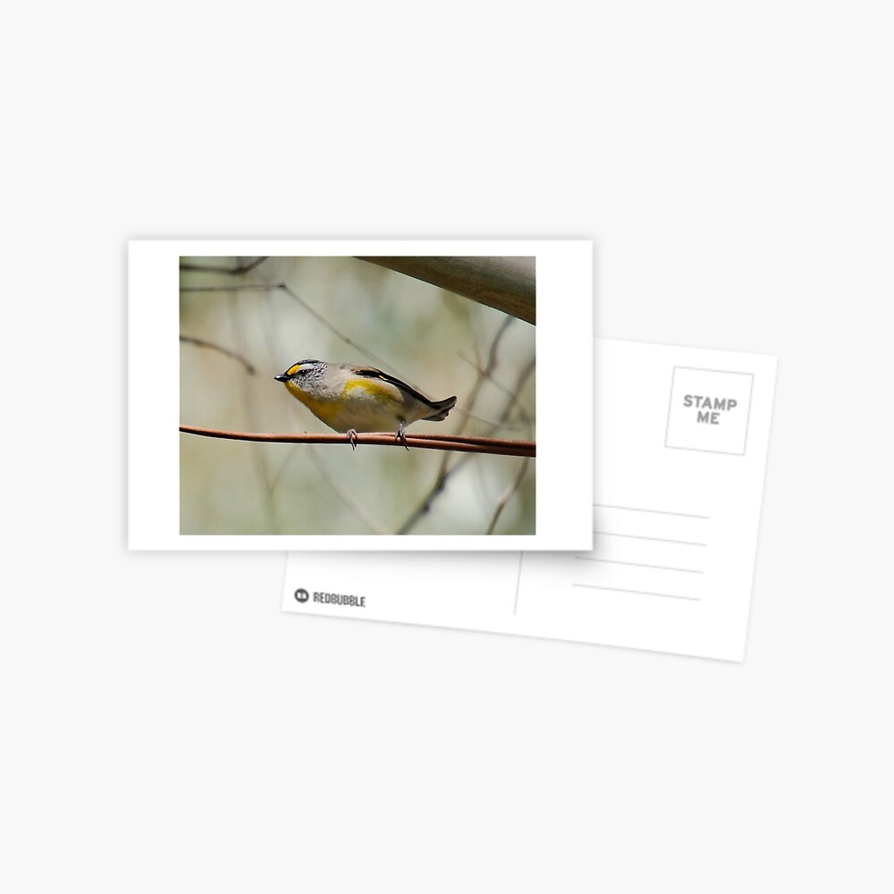 Item preview, Postcard designed and sold by tasmanianartist.