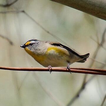 Artwork thumbnail, PARDALOTE ~ Striated Pardalote ddmSDtau by David Irwin 06012021 by tasmanianartist