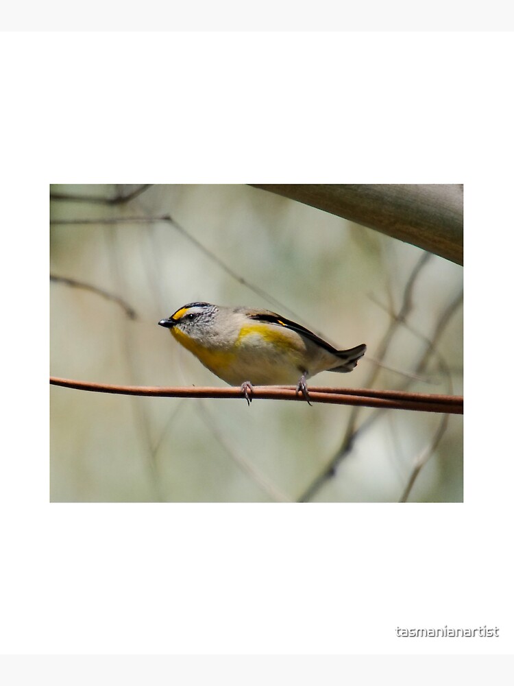 Thumbnail 5 of 5, Tote Bag, PARDALOTE ~ Striated Pardalote ddmSDtau by David Irwin 06012021 designed and sold by tasmanianartist.