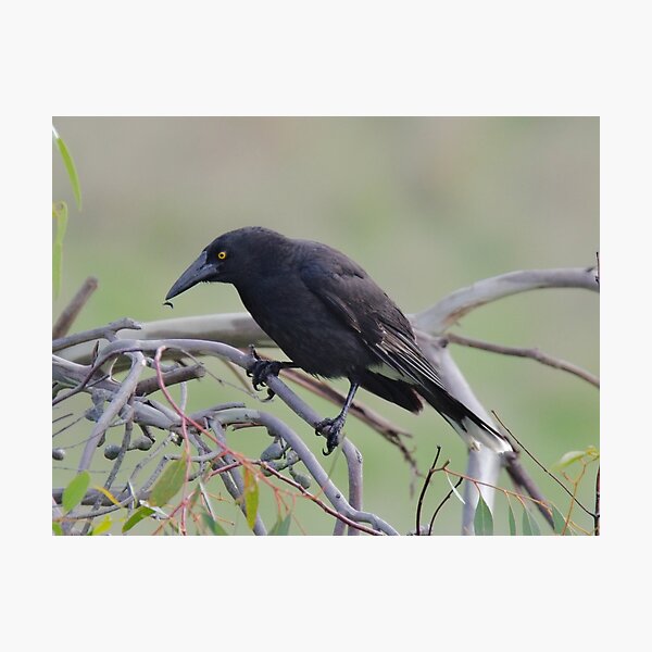ARTAMIDAE ~ Grey Currawong 79K98PUU by David Irwin 06012021 Photographic Print