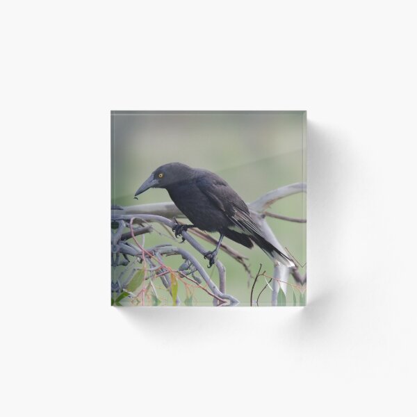ARTAMIDAE ~ Grey Currawong 79K98PUU by David Irwin 06012021 Acrylic Block
