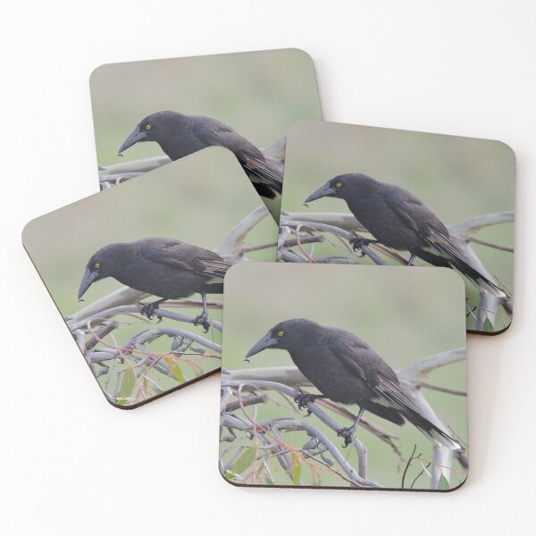 Item preview, ARTAMIDAE ~ Grey Currawong 79K98PUU by David Irwin 06012021 designed and sold by tasmanianartist.
