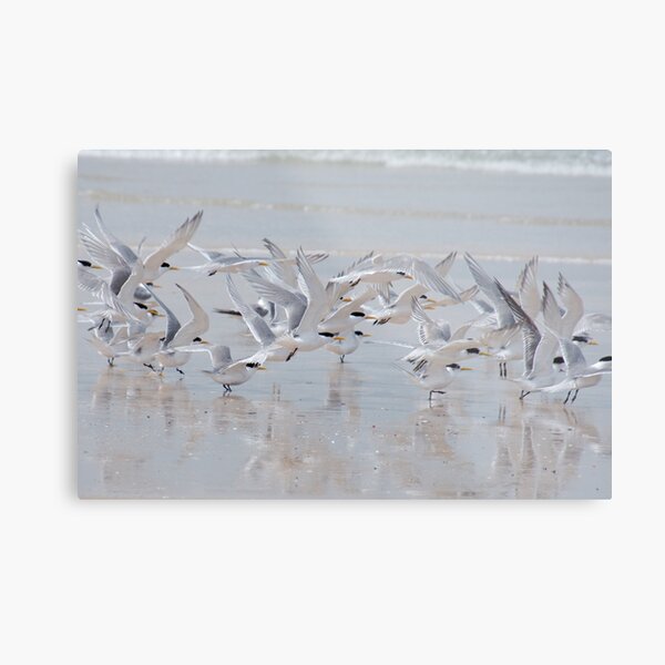 MARINEBIRD ~ Crested Tern sr5yvxVi by David Irwin 2021 Metal Print