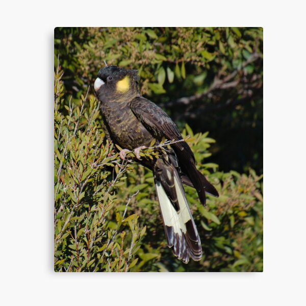 PARROT ~ Yellow-tailed Black Cockatoo meHYwEWH by David Irwin 06012021 Canvas Print