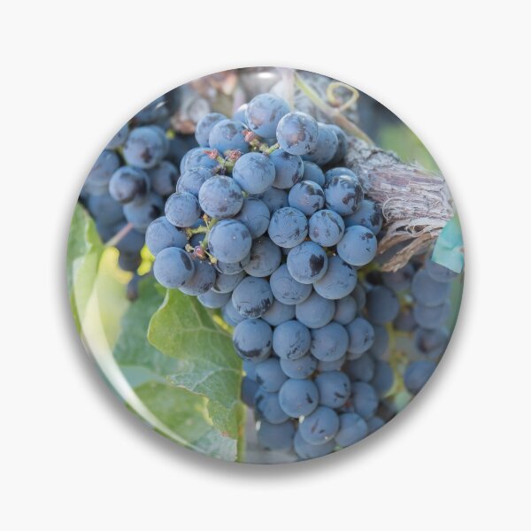 Item preview, Summer Grapes on the Vine in the Okanagan Valley designed and sold by Amy Mitchell.