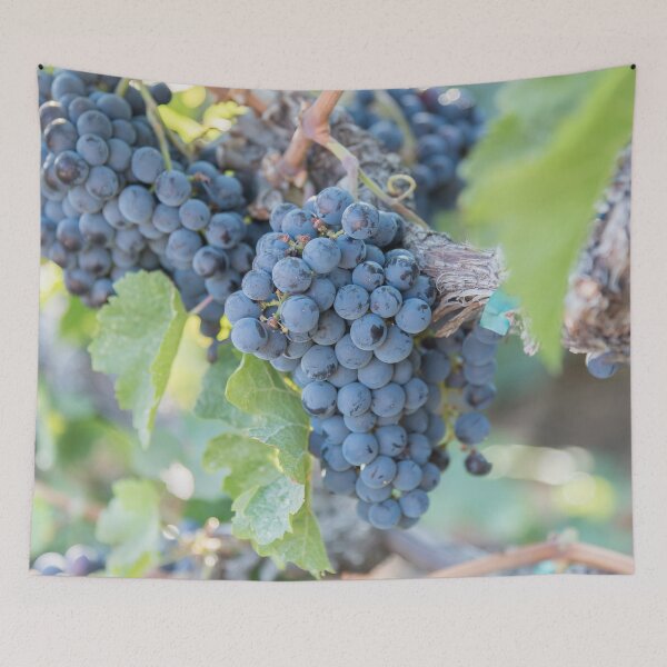Item preview, Summer Grapes on the Vine in the Okanagan Valley designed and sold by Amy Mitchell.
