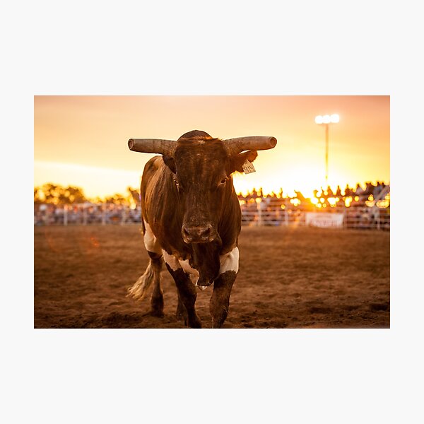 Close Encounter of the Bovine Kind Photographic Print