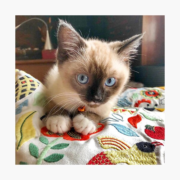Lulu Photographic Print